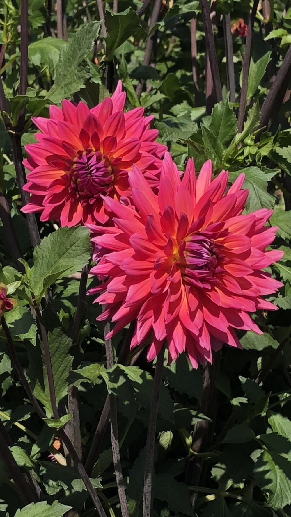 Fire Magic Dahlia