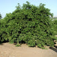 Fortune Mandarin Budwood citrus plant material online shopping