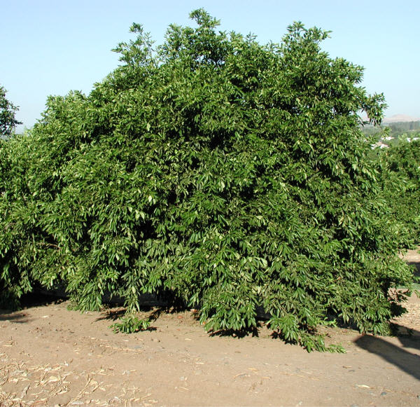 Fortune Mandarin Budwood citrus plant material online shopping