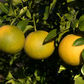 C-190 Citrumelo Trifoliate Hybrid Budwood citrus plant material online shopping