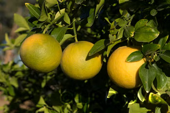 C-190 Citrumelo Trifoliate Hybrid Budwood citrus plant material online shopping