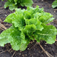 Coastal Star Lettuce