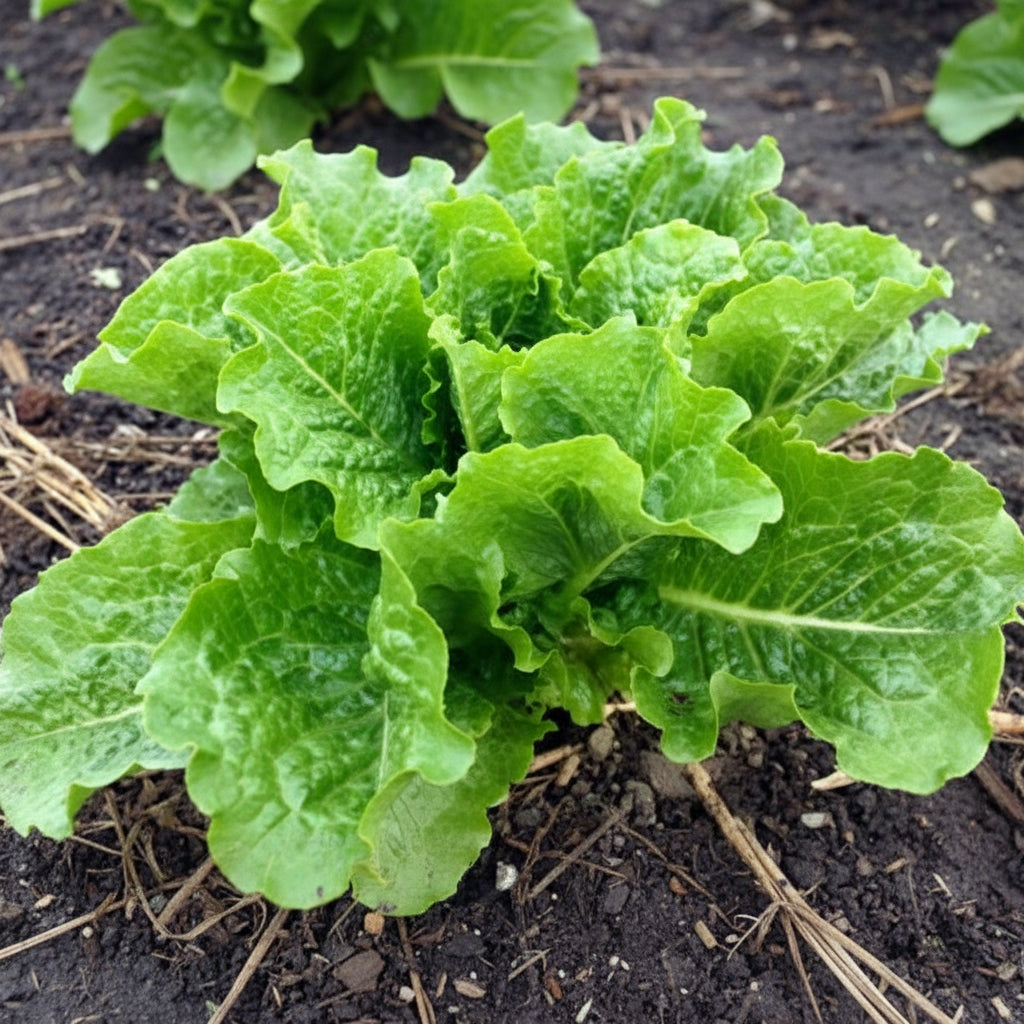 Coastal Star Lettuce