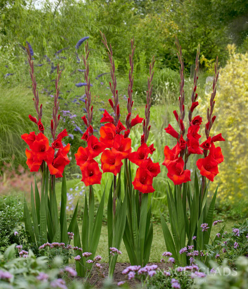 Red Balance Gladiolus Corms