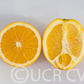 Carter Navel Orange Budwood citrus plant material online shopping