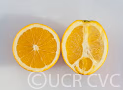 Carter Navel Orange Budwood citrus plant material online shopping