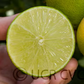 Bearss Lime Budwood citrus plant material online shopping