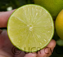 Bearss Lime Budwood citrus plant material online shopping