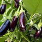 Little Finger Aubergine
