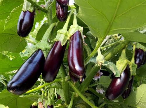 Little Finger Aubergine