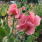 Kings Ransom Sweet Pea seeds online shopping