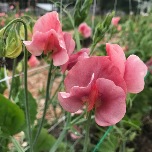 Kings Ransom Sweet Pea seeds online shopping
