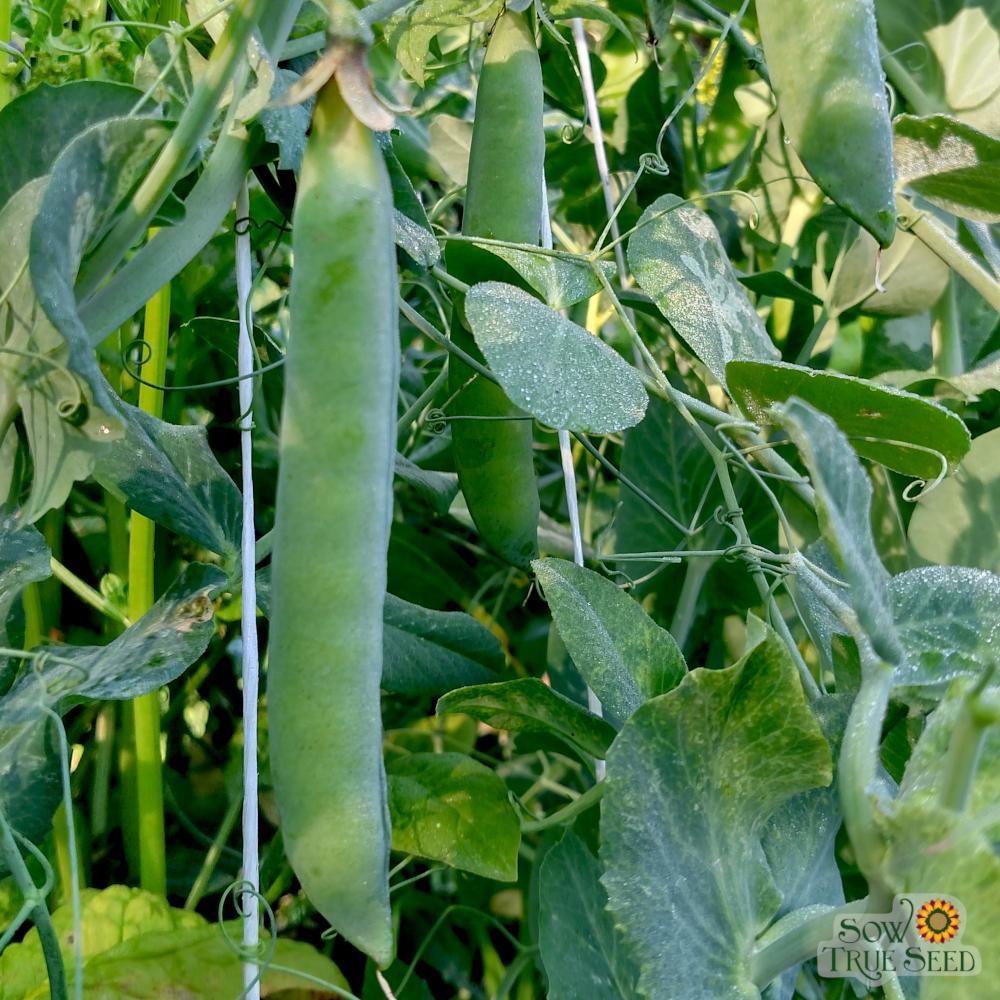 Green Arrow Shelling Pea