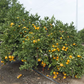 Clausellina Satsuma Mandarin Budwood citrus plant material online shopping