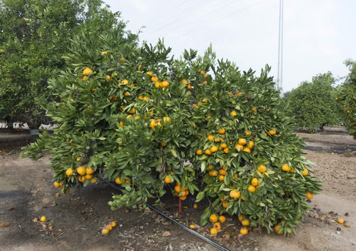 Clausellina Satsuma Mandarin Budwood citrus plant material online shopping