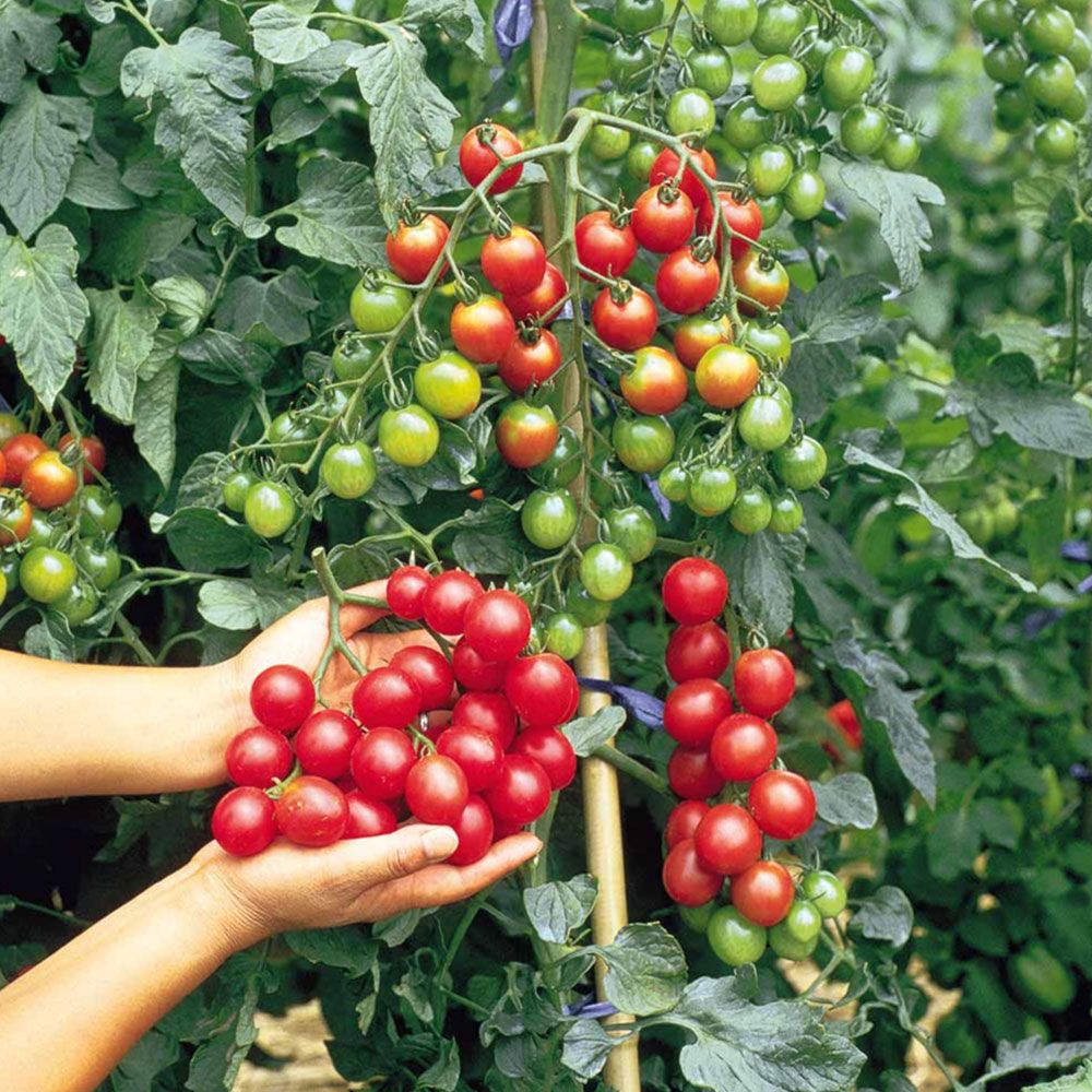 Sweet Million Tomato