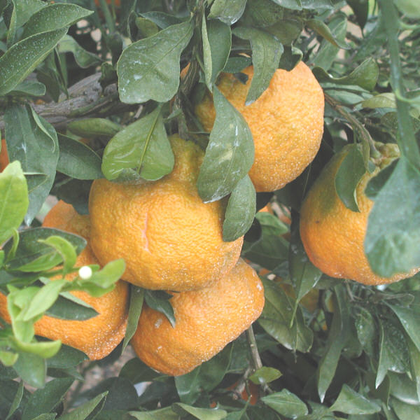 Xie Shan Satsuma Mandarin Budwood citrus plant material online shopping