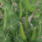 Little Marvel Shelling Pea