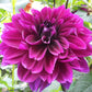 Taboo Dahlia