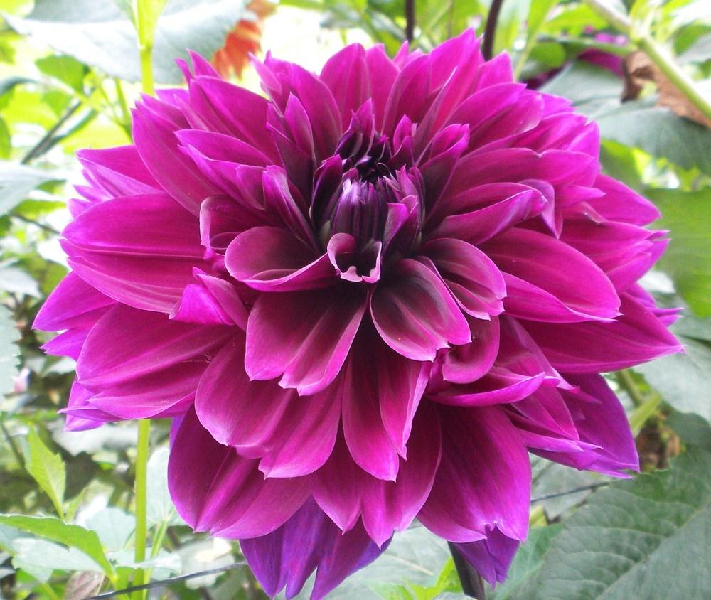 Taboo Dahlia