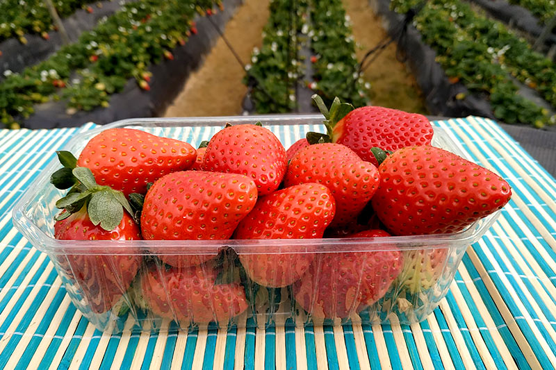 Renewal Early Short Day Strawberry