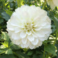 Bride To Be Dahlia Plants online shopping