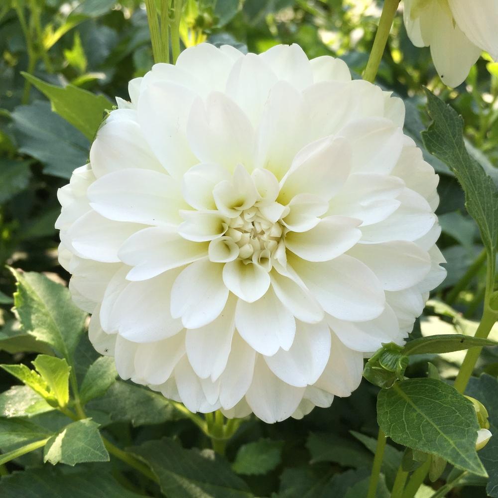 Bride To Be Dahlia Plants online shopping