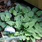 Lakeside Neat Petite Hosta Plants online shopping