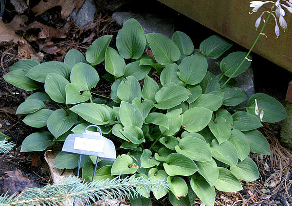 Lakeside Neat Petite Hosta Plants online shopping