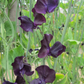 Winter Sunshine Navy Sweet Pea seeds online shopping