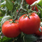 Manitoba Tomato