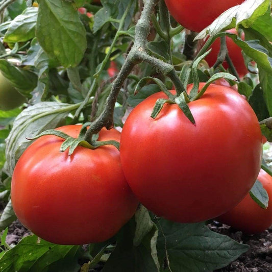 Manitoba Tomato Seeds online shopping