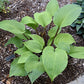 Leopard Legs Hosta Plants online shopping