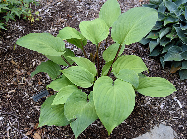 Leopard Legs Hosta Plants online shopping