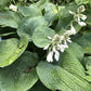 Big Daddy Hosta Plant Plants online shopping