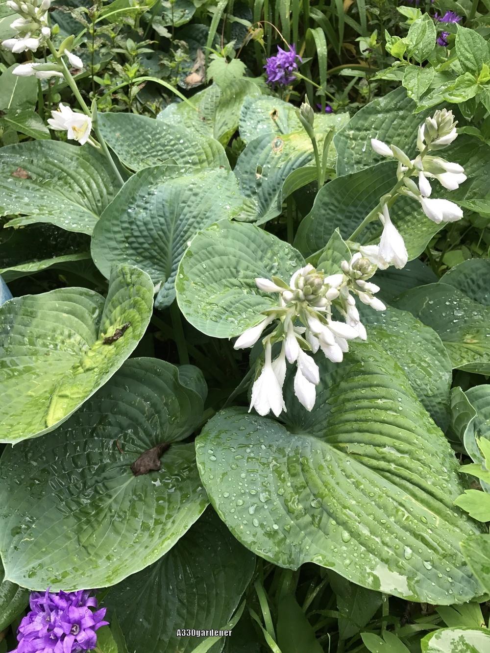 Big Daddy Hosta Plant Plants online shopping