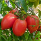 Rugby Tomato
