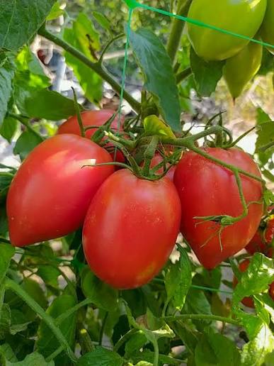 Rugby Tomato
