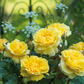 David Austin Roses The Poet’s Wife Auswhirl