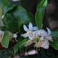Meiwa Kumquat Budwood citrus plant material online shopping