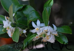 Meiwa Kumquat Budwood citrus plant material online shopping