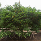 Trifoliate x Ruby Orange Rusk Citrange Trifoliate Hybrid Budwood citrus plant material online shopping
