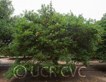 Trifoliate x Ruby Orange Rusk Citrange Trifoliate Hybrid Budwood citrus plant material online shopping