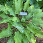 Holar Wild Side Hosta Plants online shopping