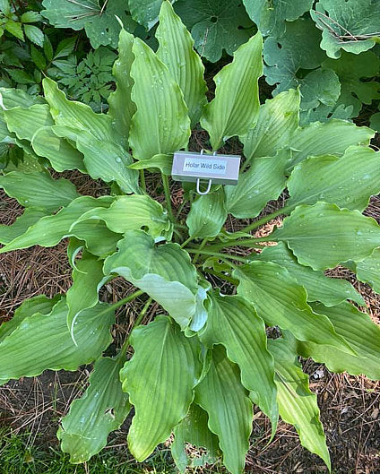 Holar Wild Side Hosta Plants online shopping