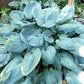 Skylight Hosta Plants online shopping