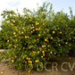 Genoa Lemon Budwood citrus plant material online shopping