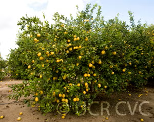 Genoa Lemon Budwood citrus plant material online shopping