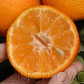 Fina Clementine Budwood citrus plant material online shopping