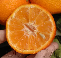 Fina Clementine Budwood citrus plant material online shopping